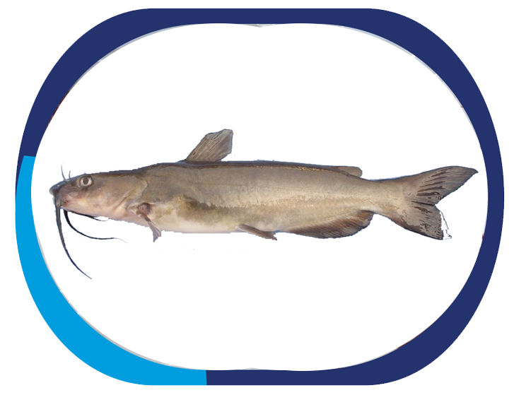 CAT FISH - Arios Thalassinus