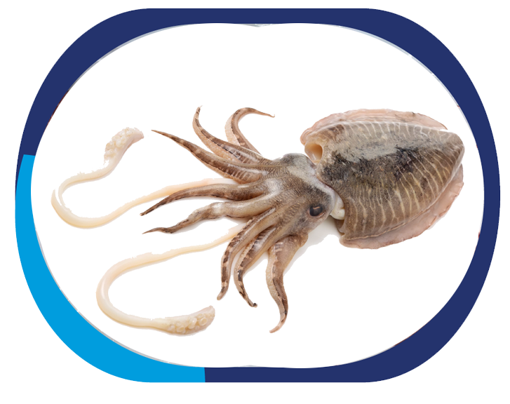 CUTTLE FISH - Sepia Pharaonis