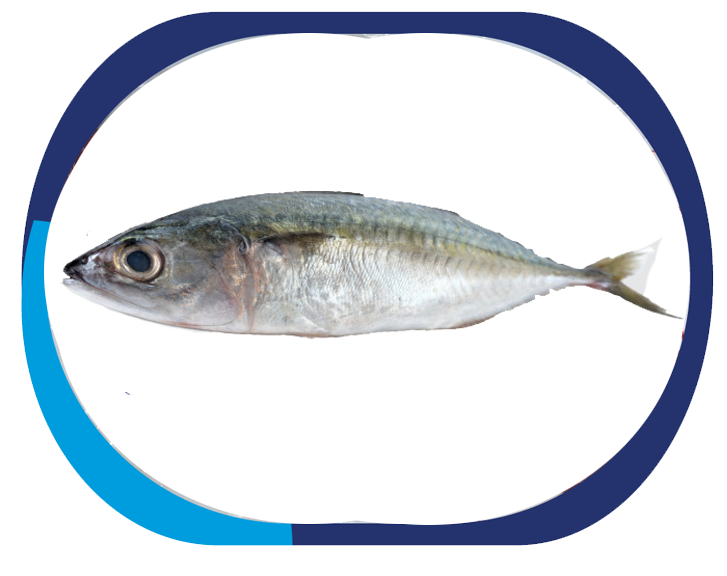 INDIAN MACKEREL - Restrelliger Kanagur