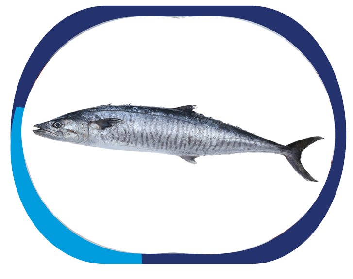 KING FISH - Scomeberomorus comme