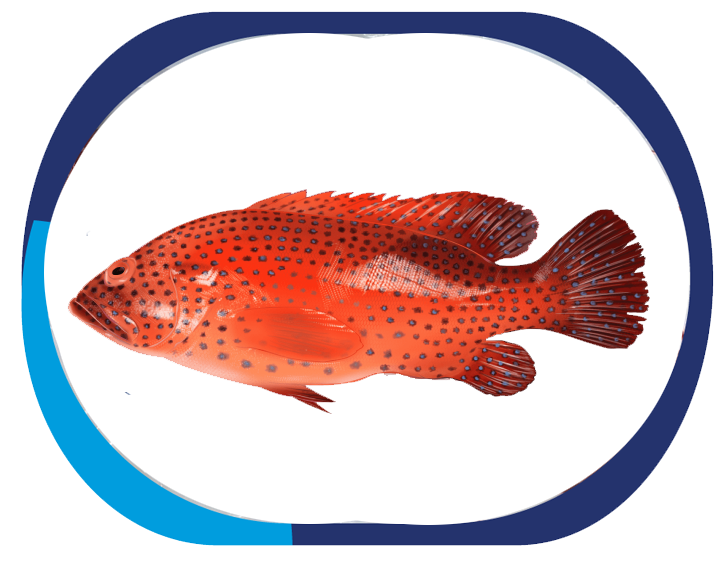 RED GROUPER - Epinephelus SP