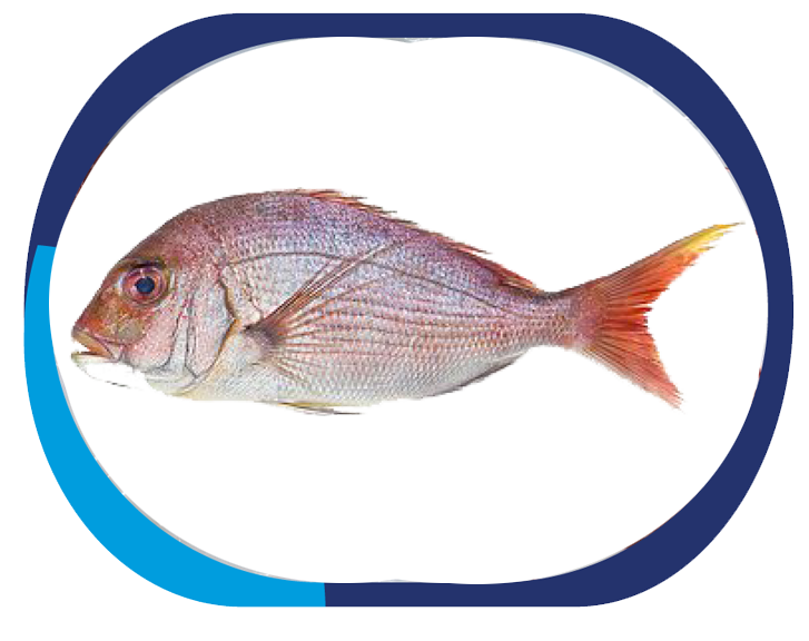 RED SEABREAM - Pagrus Pagrus