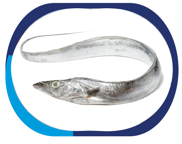 RIBBON FISH - Trichirus Lepturus