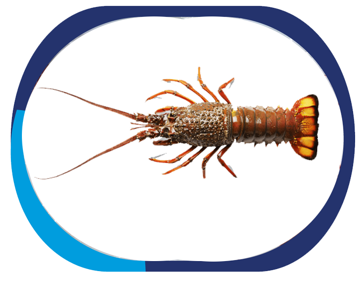 ROCK LOBSTER - Panulirus Homarus