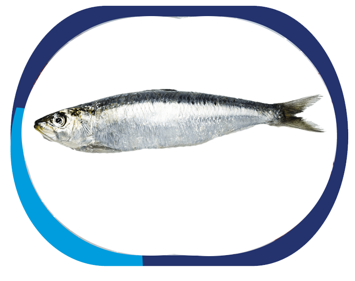SARDIN - Sardinella Longiceps