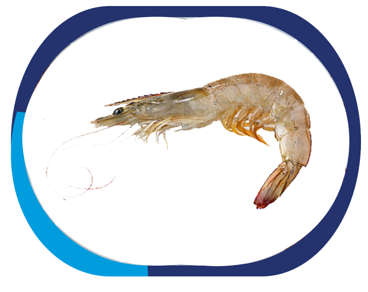 SHRIMP - Penaeus SP