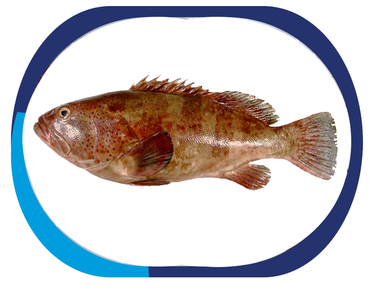 SPINYCHEEK GROUPER - Epinephelus Diacaant