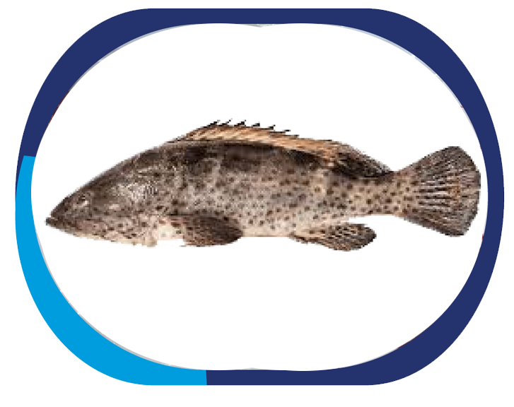 SPOTTED GROUPER - Epinephelus Coioides