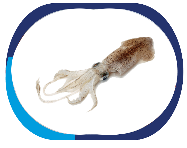 SQUID - Loligo Duvauceli