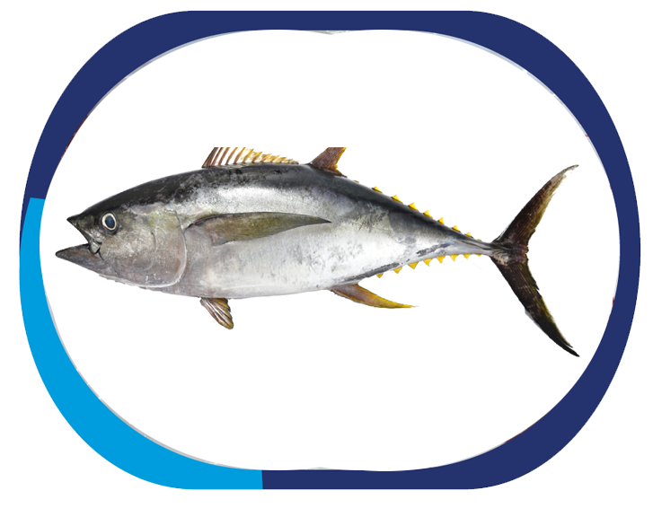 YELLOW FIN TUNA - Thunnus Albacares