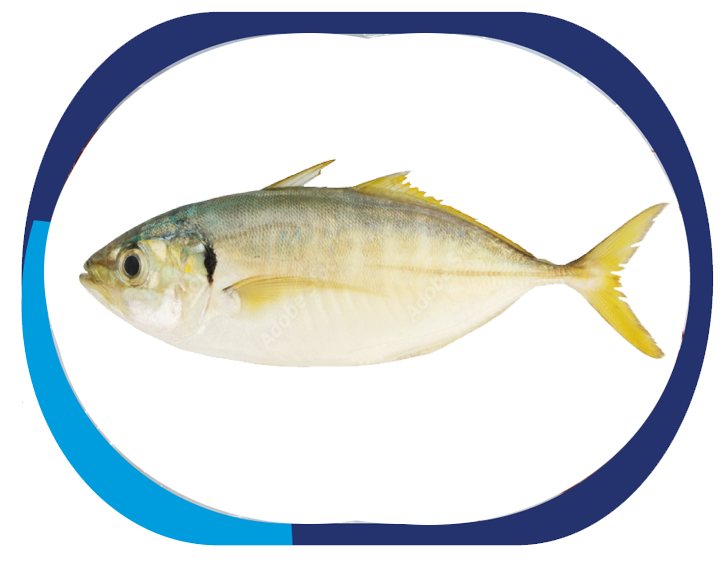 YELLOW TAIL SCAD - Atule Mate